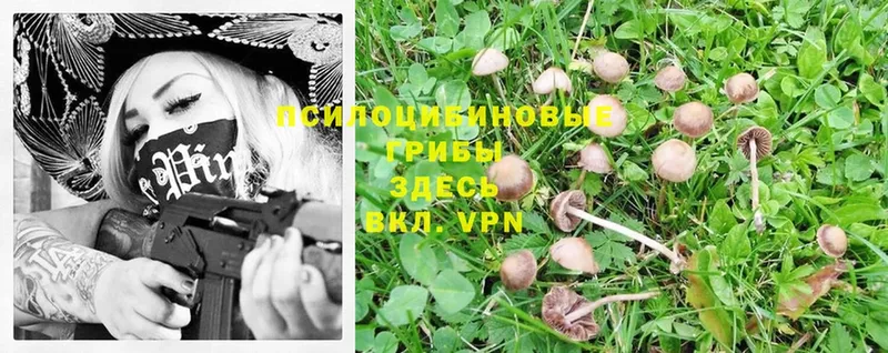 Галлюциногенные грибы Psilocybine cubensis  Дигора 